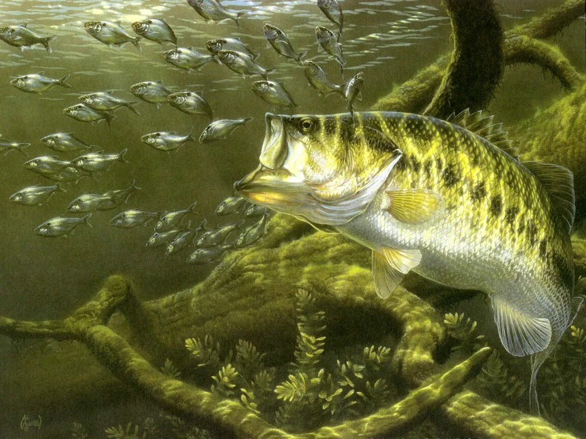 Водоросли мальки рыб окунь. Ал агнев картины с рыбами. al agnew картины. рыбалка картина. рыбалка живопись рыба.