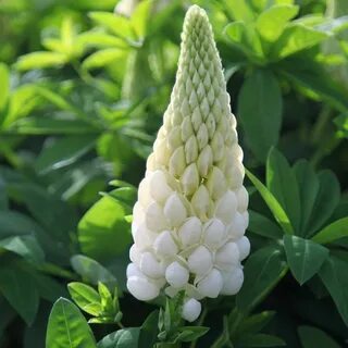 Blooming plants