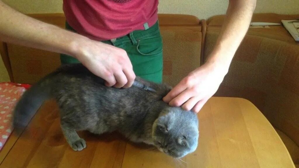 Как правильно ставить укол в холку. Укол в холку подкожно коту. уколы котам в холку.
