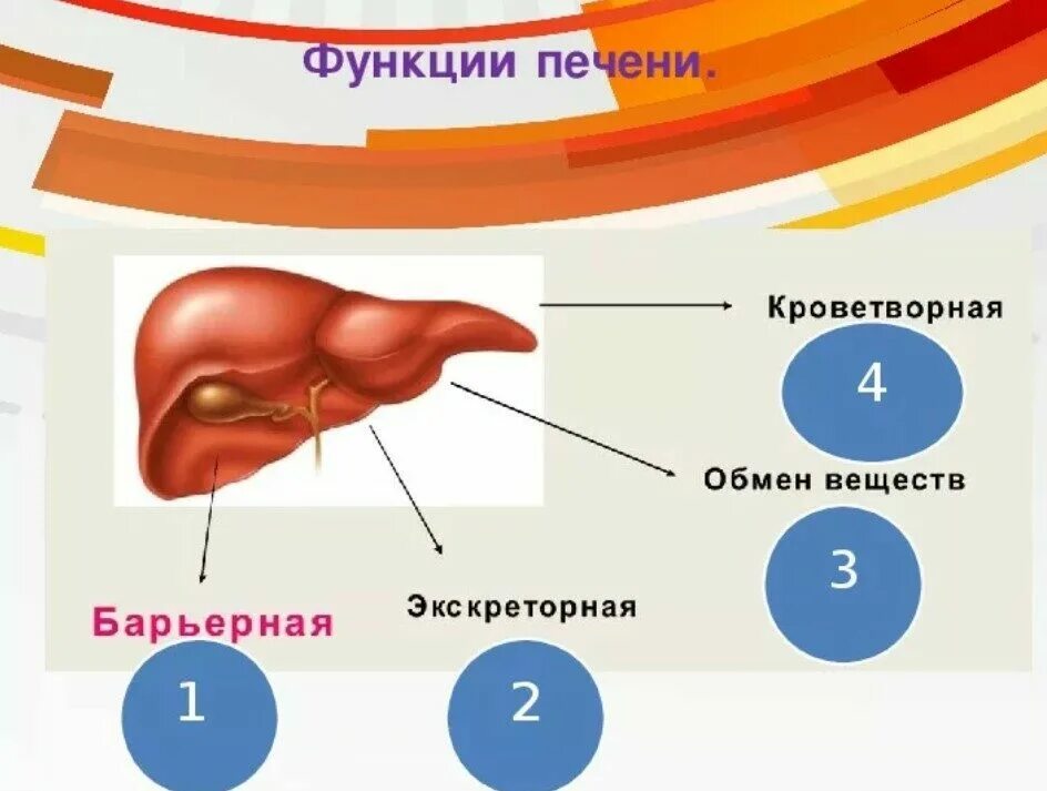 Функции печени в организме человека. Функции печени печени. Какую роль печень играет в организме человека. Какую роль печень играет в организме человека. Какую роль печень играет в организме человека.