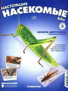 Настоящие насекомые