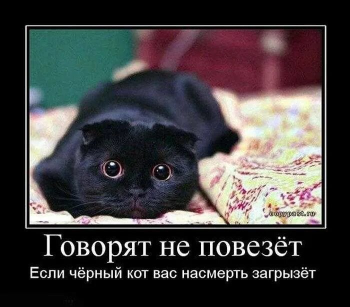 Как говорится как повезет. Говорят не повезет если черный кот. черный кот юмор. черный кот демотиватор. черный кот не повезет.
