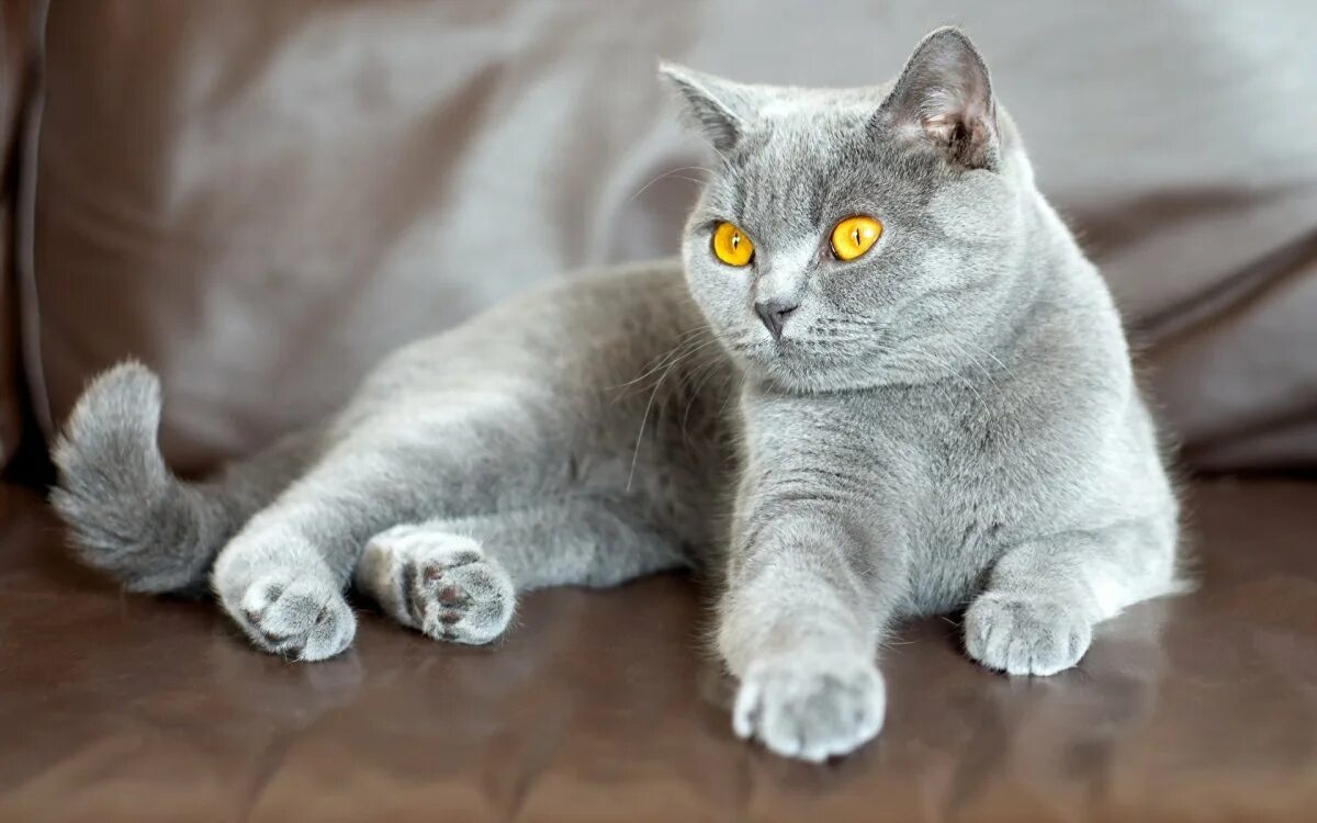Кошки бело серого окраса. Британская короткошёрстная кошка. Британская короткошёрстная кошка светлая. Британский короткошерстный кот серый. Кот британец серый.