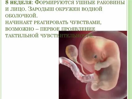 Связь зародыша с окружающей средой