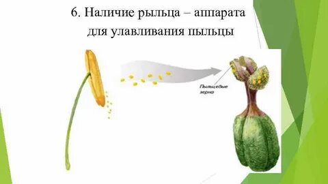 Типы рыльца