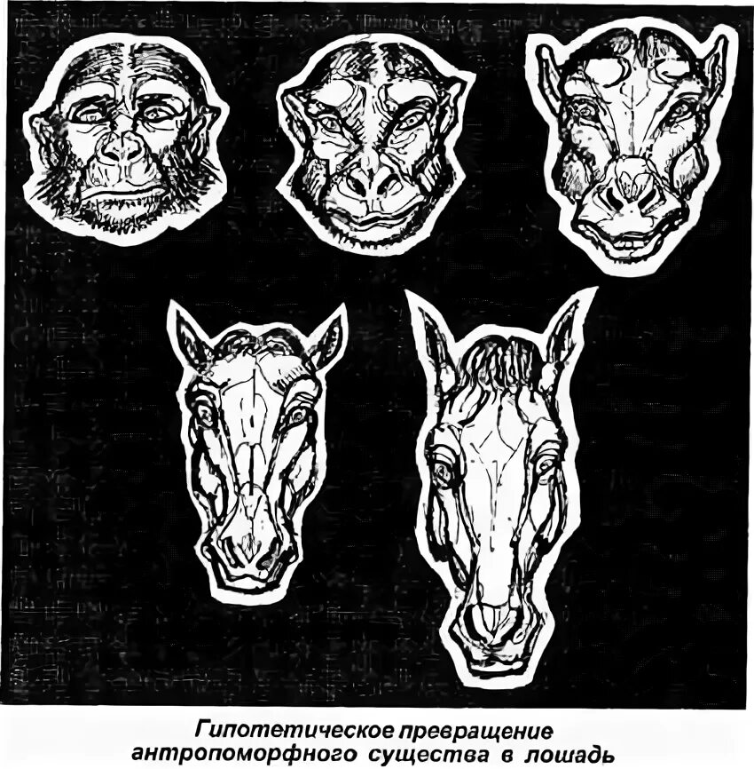 Человек превращается в животное как называется. Люди превращаются в животных. превращение человека в лошадь. превращение человека в животное. люди превращаются в животных комикс.