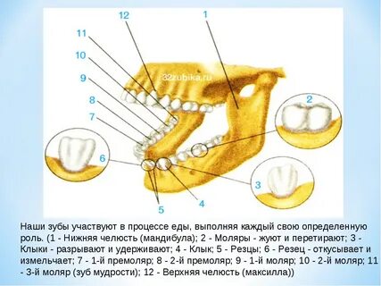 Маляры это какой зуб