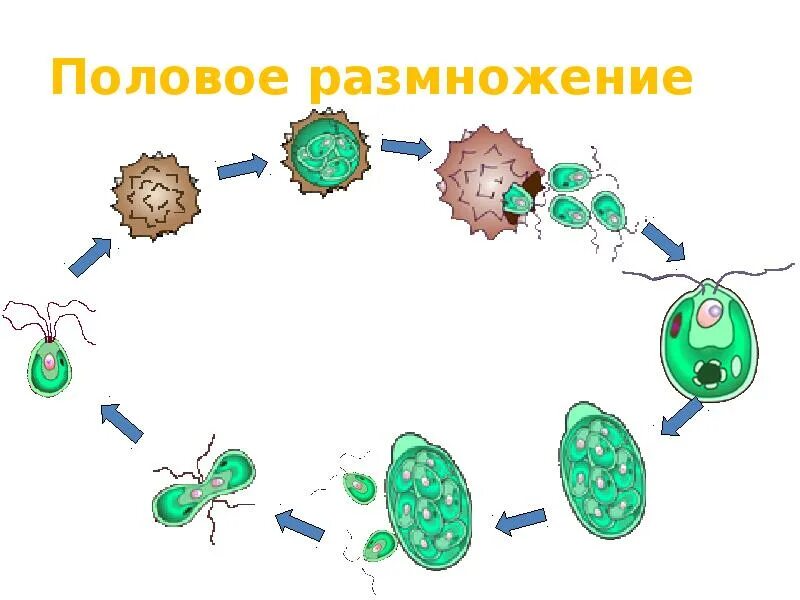 Половой процесс Биология. Реферат, доклад, сообщение, краткое содержание, лекция