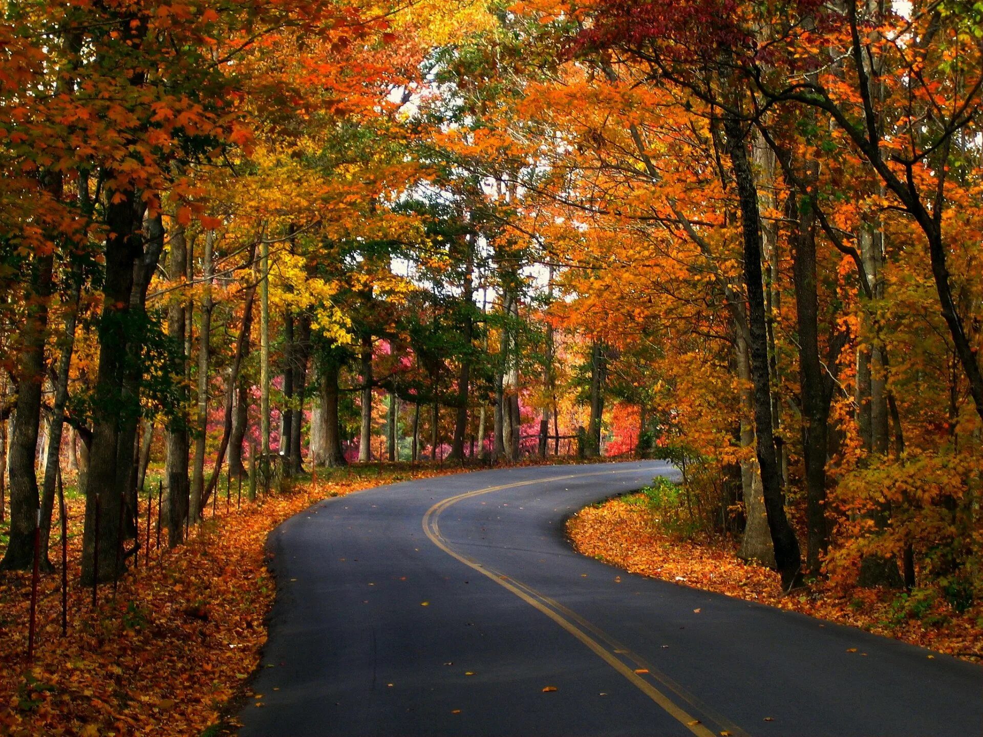 Fall scenes. Осенняя дорога. Осень дорога листва. Листопад на дороге. Осенняя дорога в лесу.