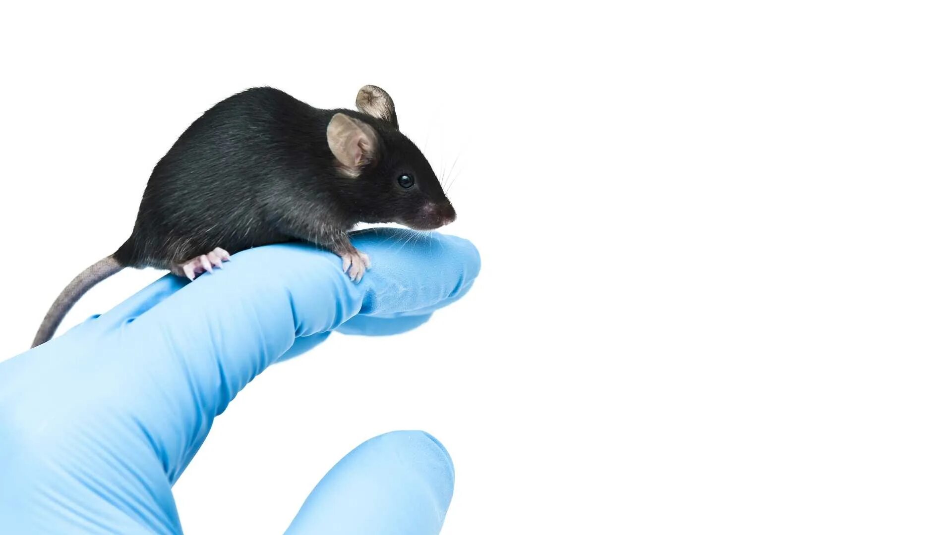 Повтори мышь. C57bl6 мыши. мыши линии c57bl6. mouse laboratory c57bl. мышь лабораторная черная.
