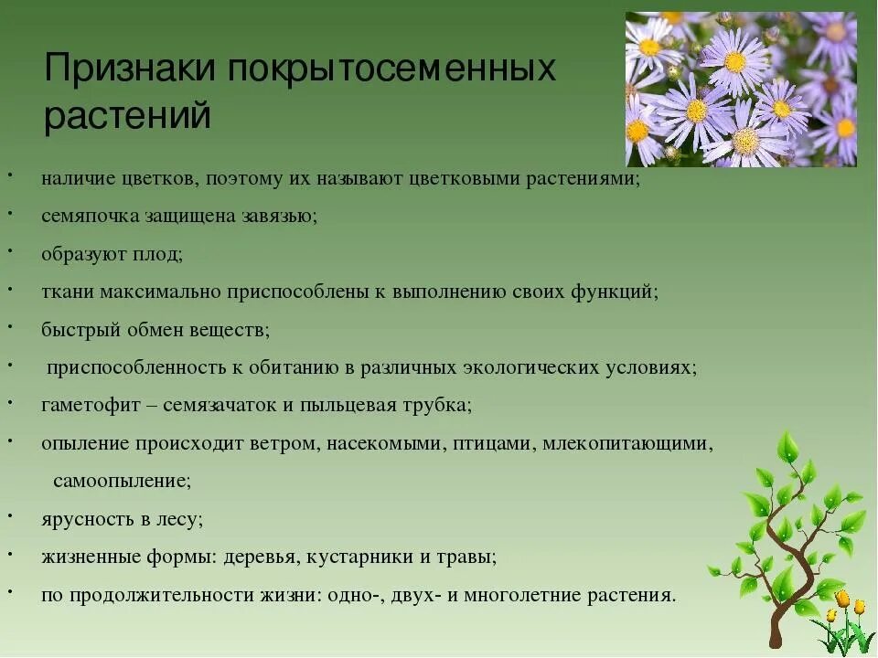 Три признака покрытосеменных. Особенности строения покрытосеменных. Особенности цветковых растений. Общая характеристика покрытосеменных. Характеристика цветковых растений.