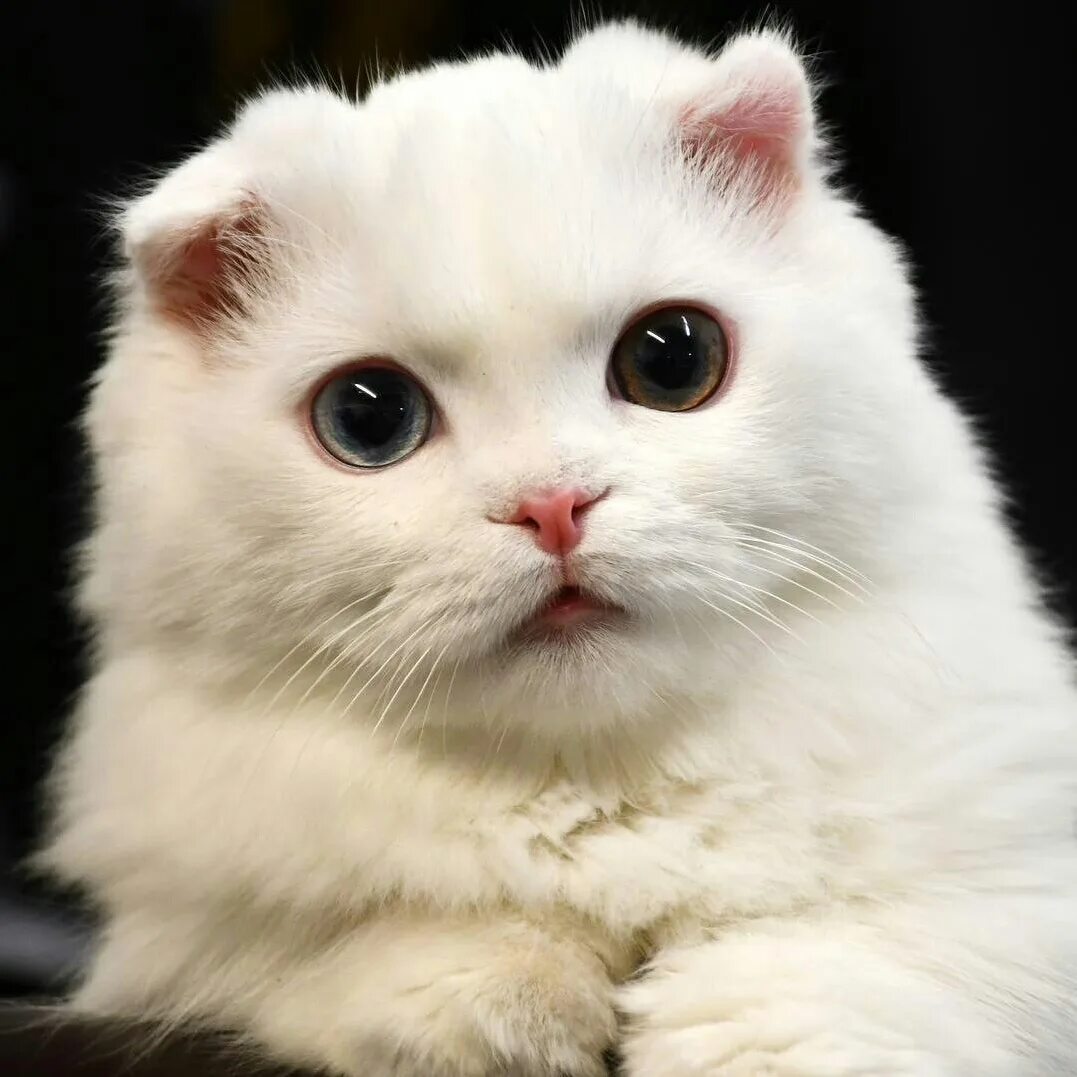 Милый котик. Милые коты с сердечками. Веселый котик. Милые котики с сердечками. Котик мем.