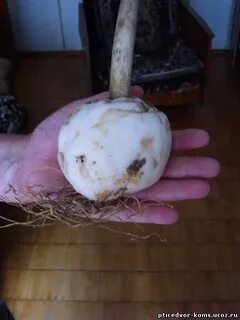 Посадка луковицы рябчика