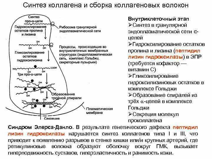 Синтезируют коллаген. Синтез коллагена биохимия схема. Внеклеточный этап синтеза коллагена схема. Схема этапов синтеза коллагена. Синтез и созревание коллагена схема.