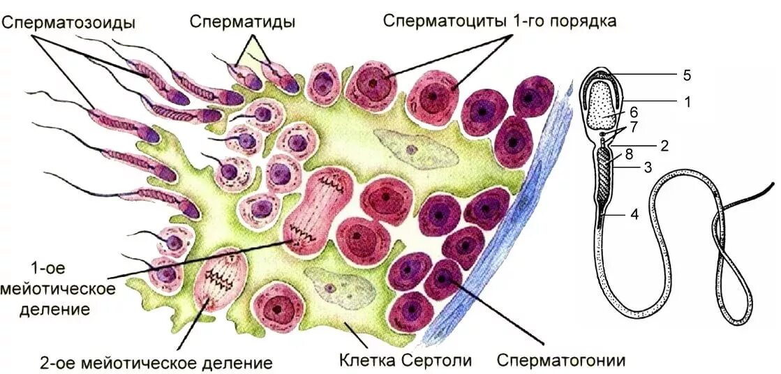 Поддерживающие клетки