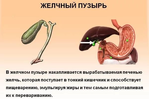 Желчь из желчного пузыря поступает. Как выходит желчь из организма.