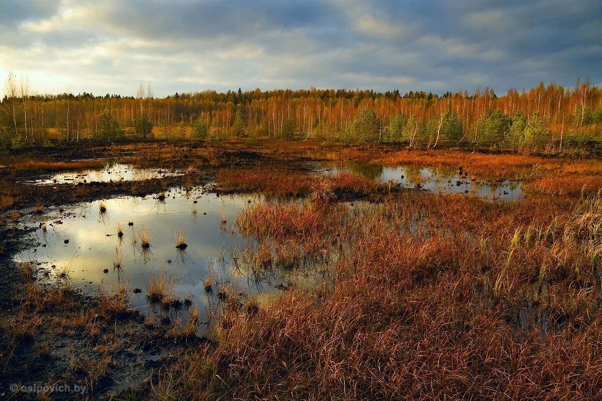 Болото болотистый. Болото трясина Топь. Болото трясина Топь России. Брехово болото. Большеситовское болото.