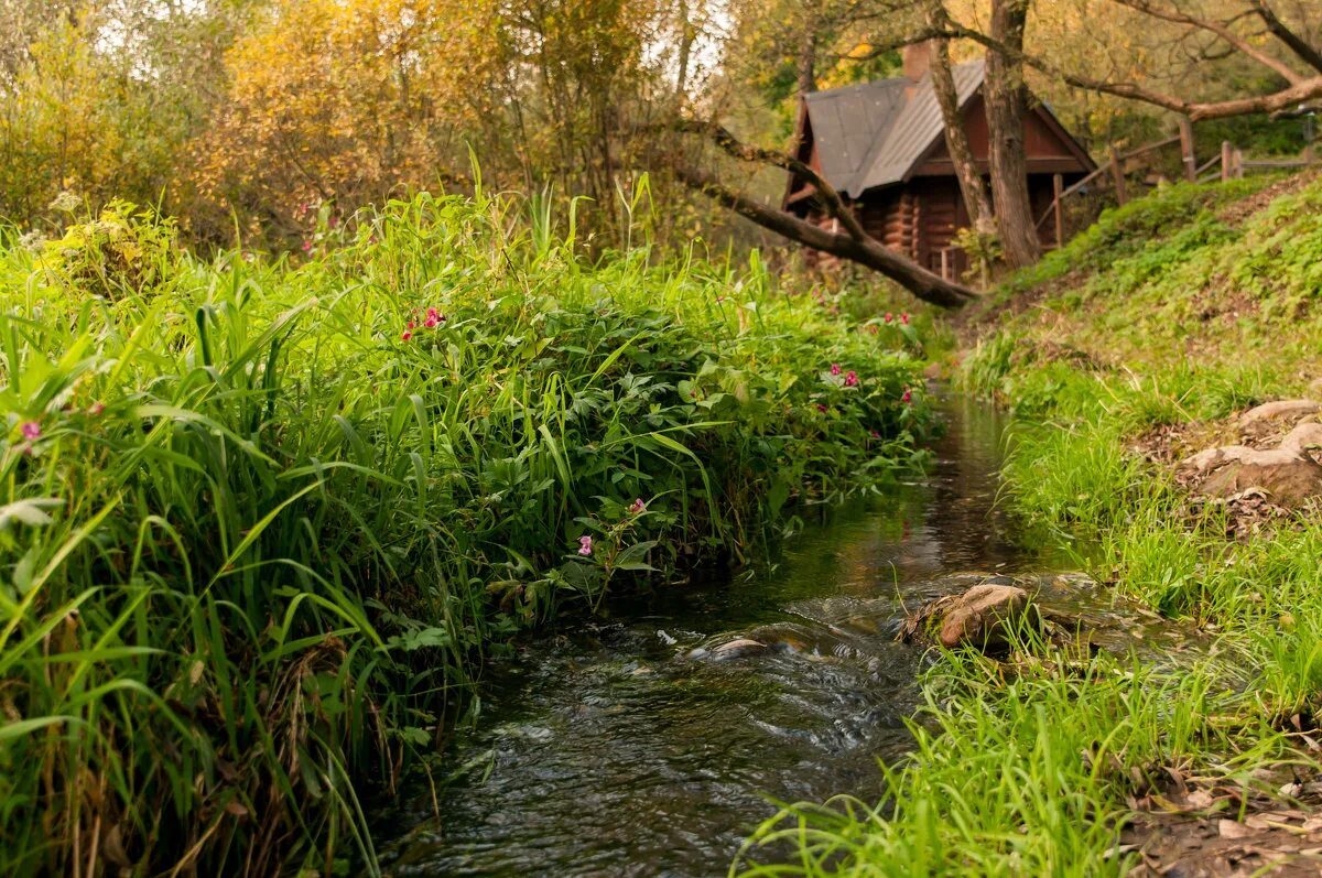 густо зарастает чистый ручей. природа ручей тбилиси. лесная река. беловежская пуща река лесная. густо зарастает чистый ручей.