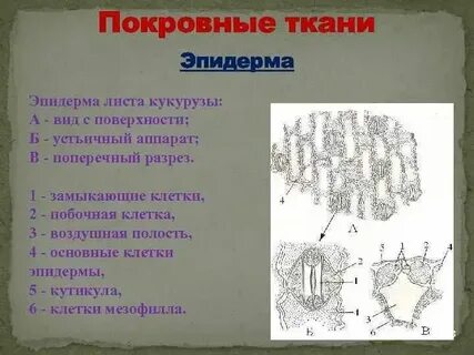 Какой признак не характерен для покровной ткани