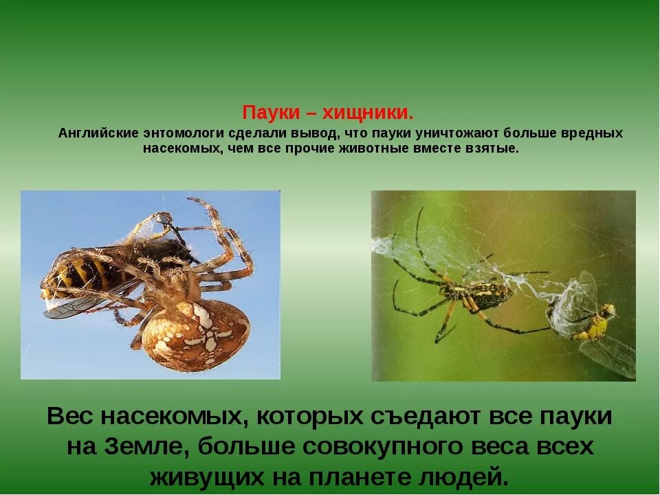 Роль паукообразных в природе и деятельности человека. Роль паукообразных в природе и в жизни человека. роль паукообразных в жизни человека. функции паукообразных. значение паукообразных в природе.