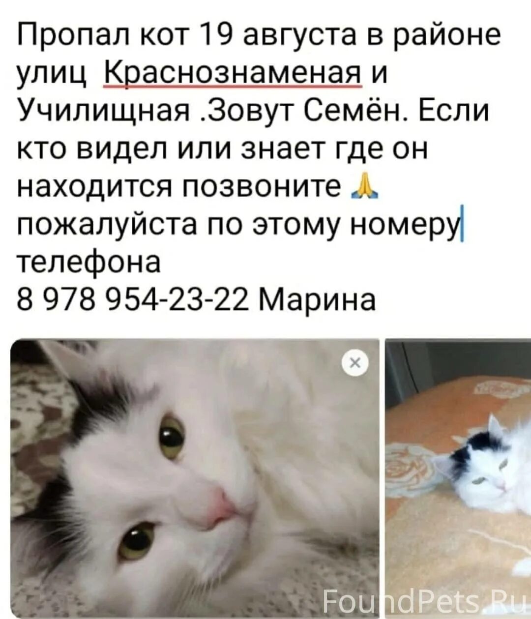 К чему снится пропавший кот вернулся. К чему снится пропавший кот вернулся