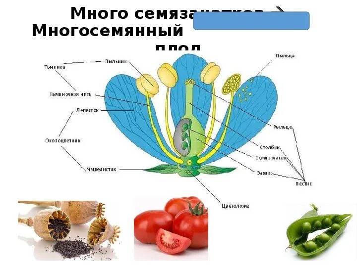 Семязачатки это в биологии 6 класс. Цветы и плоды. Семязачаток это термин биология 6 класс. Много семязачатков. Конспект по воде биология 6 класс