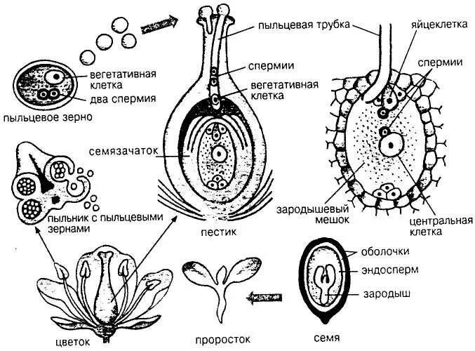 Клетка которая образует завязь. Оплодотворение покрытосеменных растений схема. Схема оплодотворения у цветковых растений. Схема двойного оплодотворения у покрытосеменных растений. Схема оплодотворения цветкового растения.