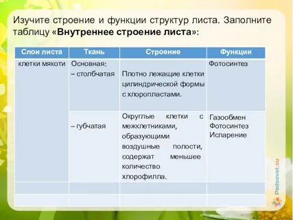 Характеристика ткани листа