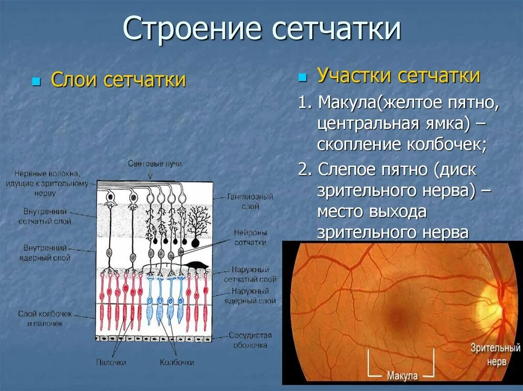 Строение сетчатки глаза. Клетки наружного ядерного слоя сетчатки. Слои сетчатки глаза анатомия. 3 Слоя клеток сетчатки. Сетчатка размеры