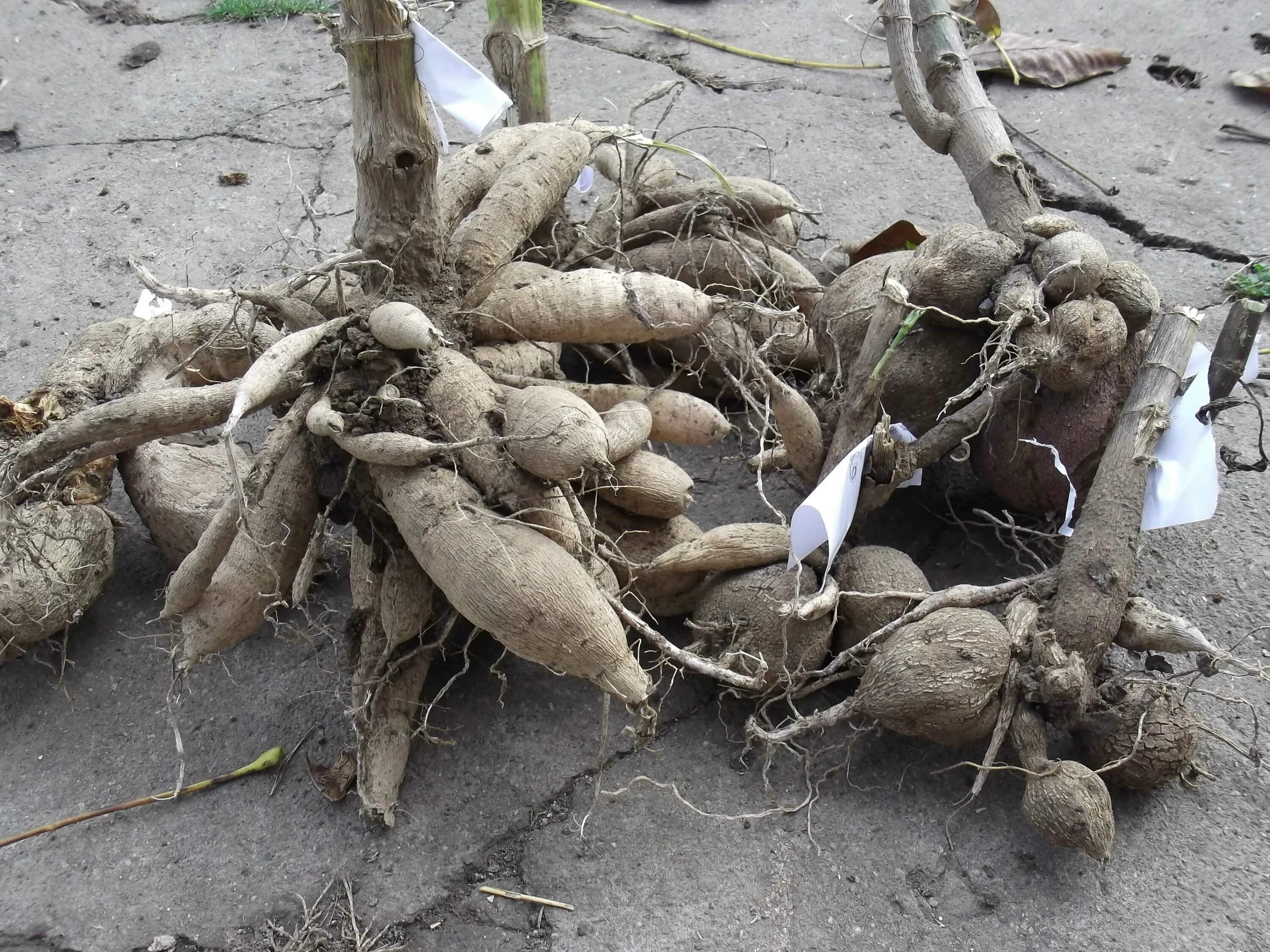 Стробил хвоща полевого. Клубни кислицы. Георгины многолетние луковицы. Корневище дицентры. Корневища с корнями валерианы.