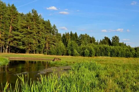 Лесной центральная