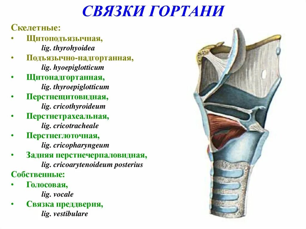 Связки гортани