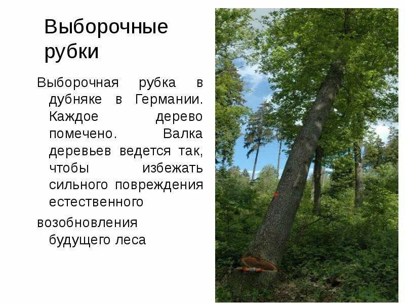 Виды выборочных рубок