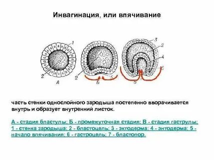 Гаструла это двухслойный зародыш однослойный зародыш