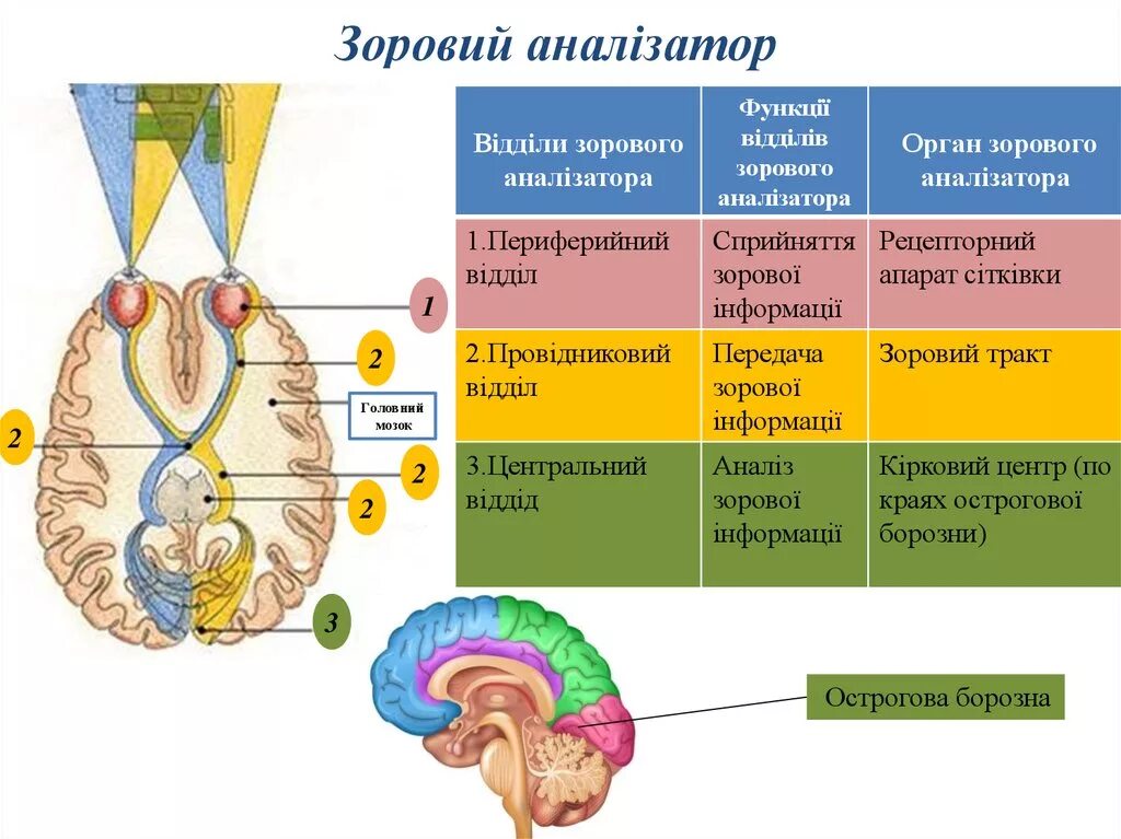 Какие отделы входят в анализатор. Строение анализатора. Схема анализатора. Структура и функции анализатора. Отделы анализаторов и их строение.