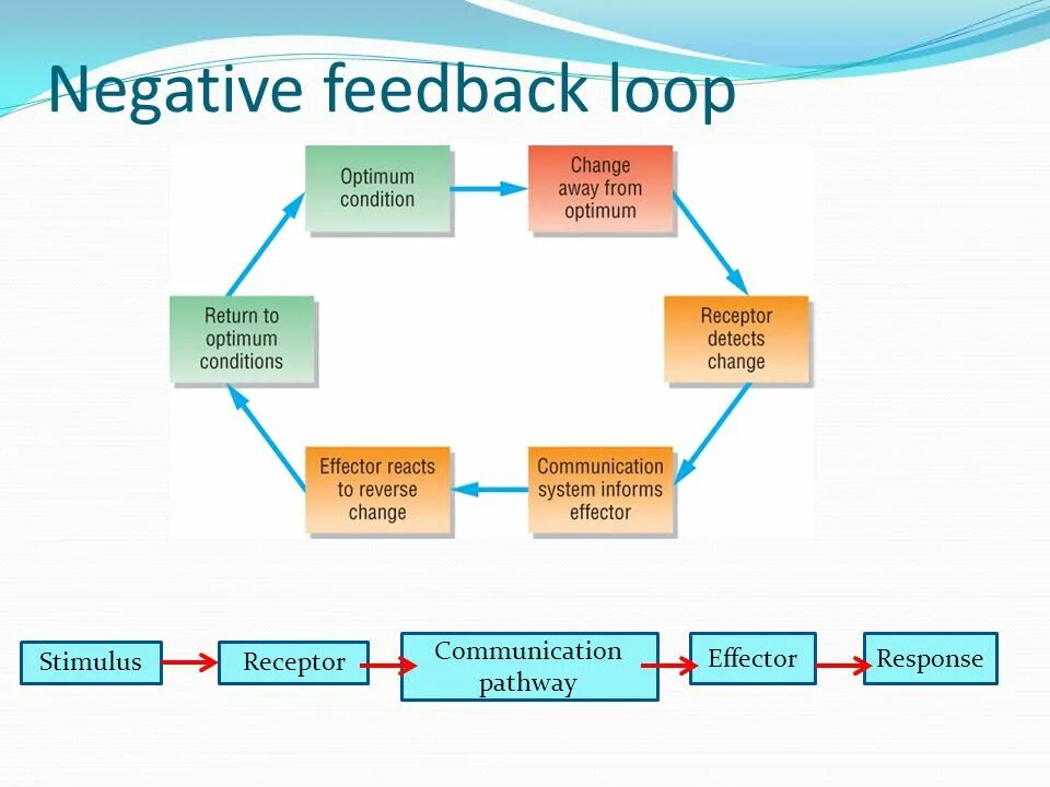 Change negative. Negative feedback. negative feedback loop. feedback definition. positive response примеры.