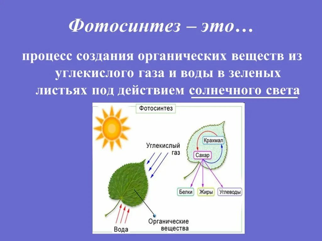 Влияние какого условия на процесс фотосинтеза. Фотосинтез. Схема фотосинтеза у растений. Фотосинтез органические вещества. Фотосинтез это в биологии.