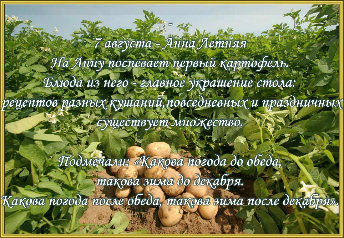 Через дней 1 августа. 7 Августа народный календарь. Август народные приметы.