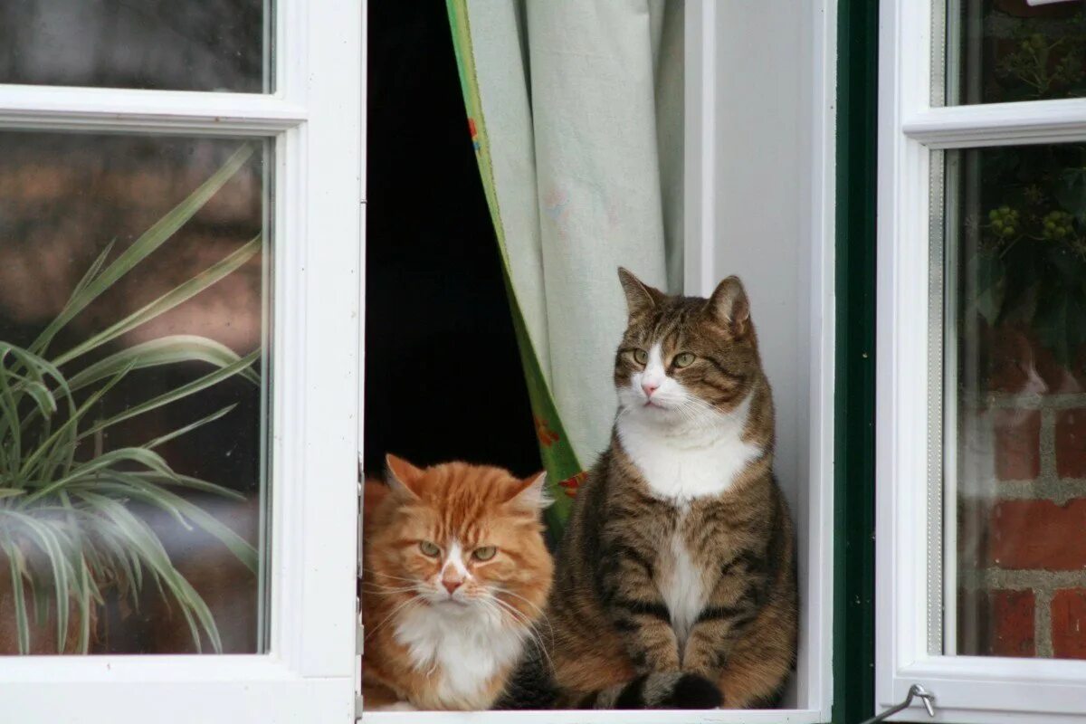Кот открывает окно. Кот на окне. Котик у окна. Кошки на окошке. Кошка на подоконнике.