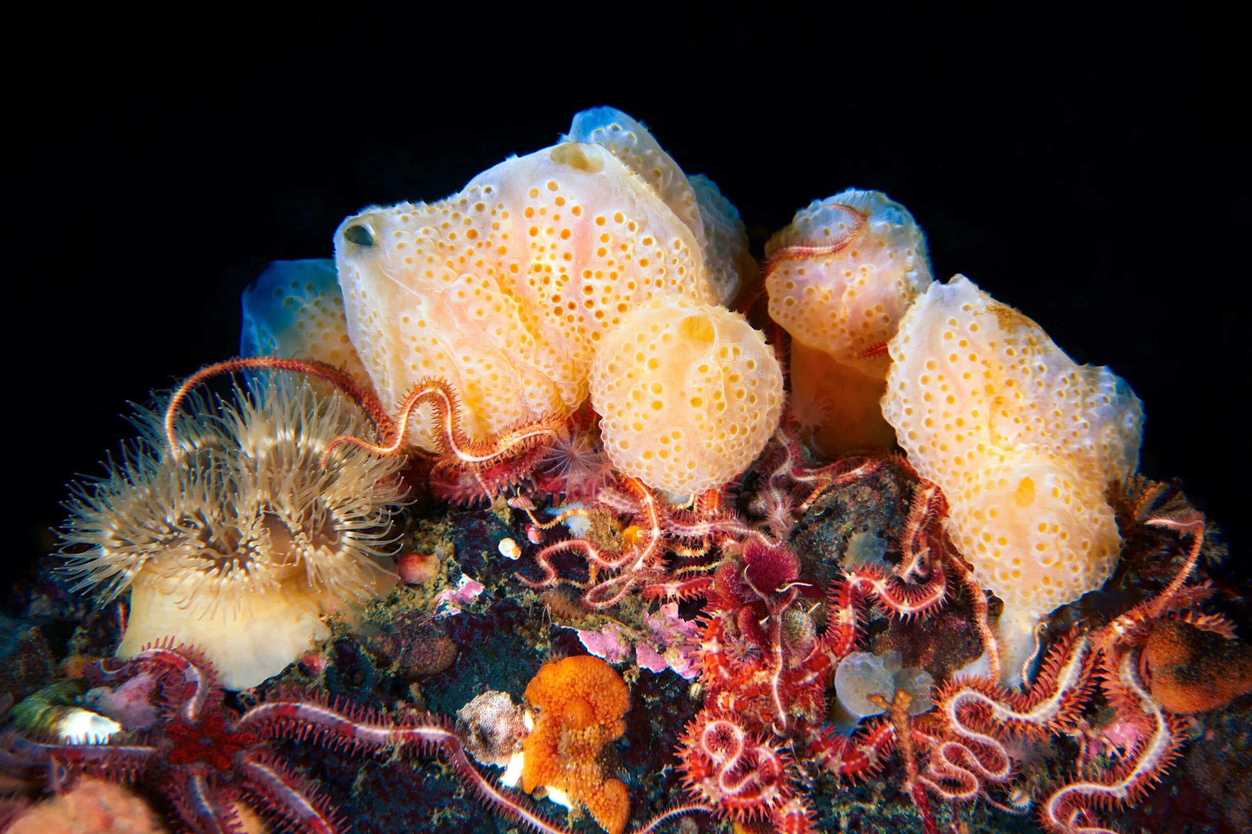 Губки осьминоги. Подводная губка. Морская губка. Морской обитатель губка. Губки беспозвоночные.