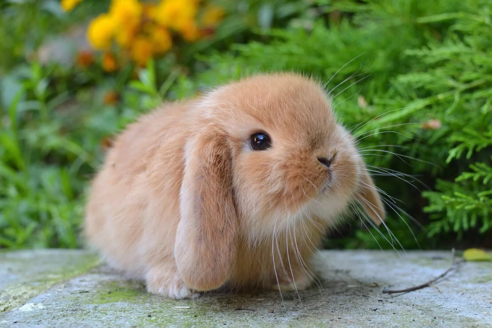 Кролик картинка. Голландский карликовый вислоухий кролик. Карликовый Длинноухий кролик. Рыжий вислоухий кролик. Карликовый кролик Пигмей.