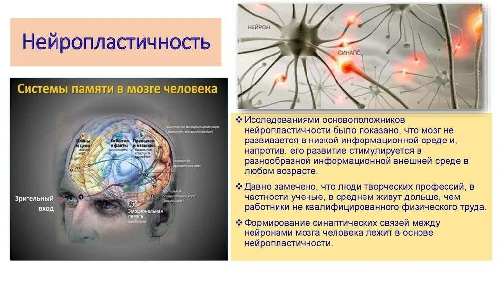Плотность нервных клеток в мозге является особенностью. Нейронные соединения мозга. нейропластичность мозга. нейронные связи в мозге. мозг человека нейроны.