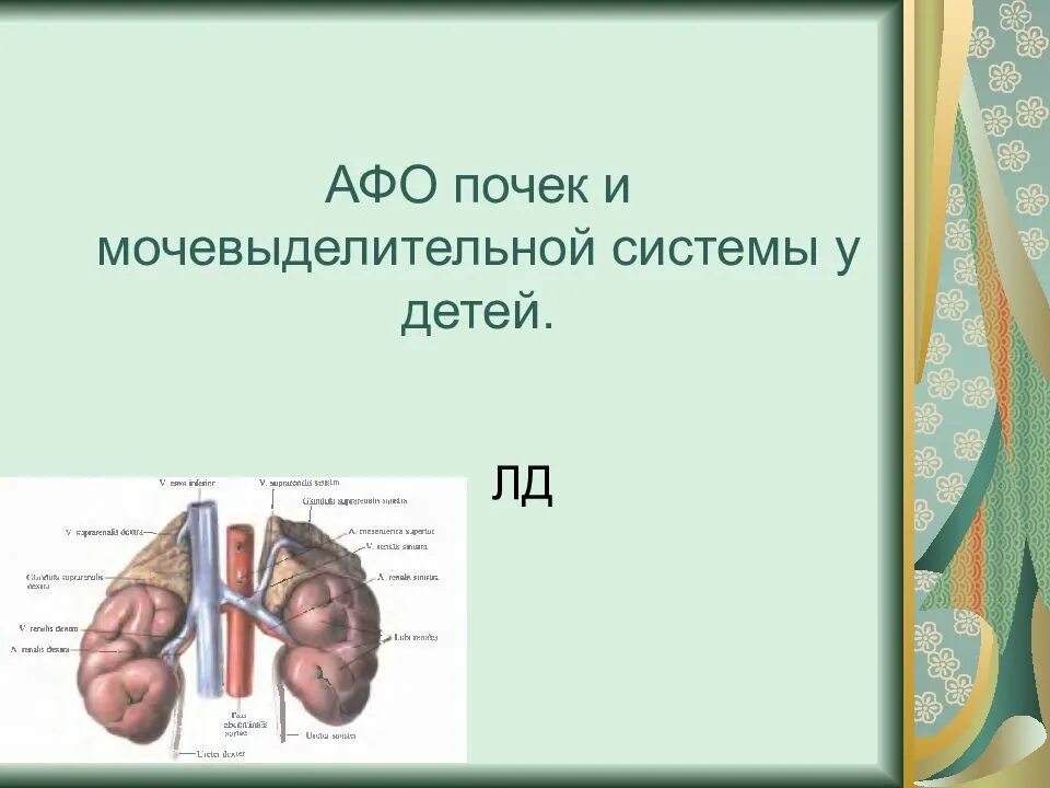 Мочевыделительная система у детей. Афо органов мочевыделительной системы у детей. афо почек. анатомо физиологическое строение почки. анатомо-физиологические особенности почек.
