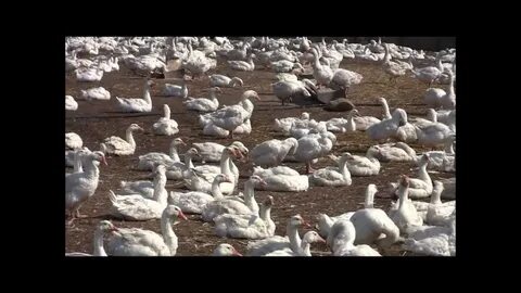Благоварская птицефабрика