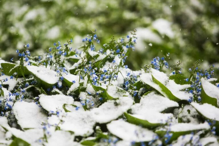 Холодный май фото. Холодный май фото. Холодный май фото. Весенние заморозки. Снег в мае 2022.