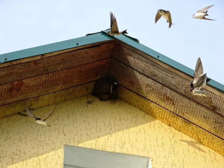 Воробей под крышей. Воробей под крышей. Как избавиться от воробьев под крышей дома. Птицы под крышами домов. Софиты для кровли.