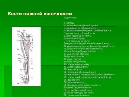 Развитие верхней и нижней конечности