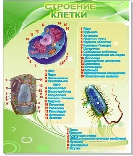 Памятка по биологии