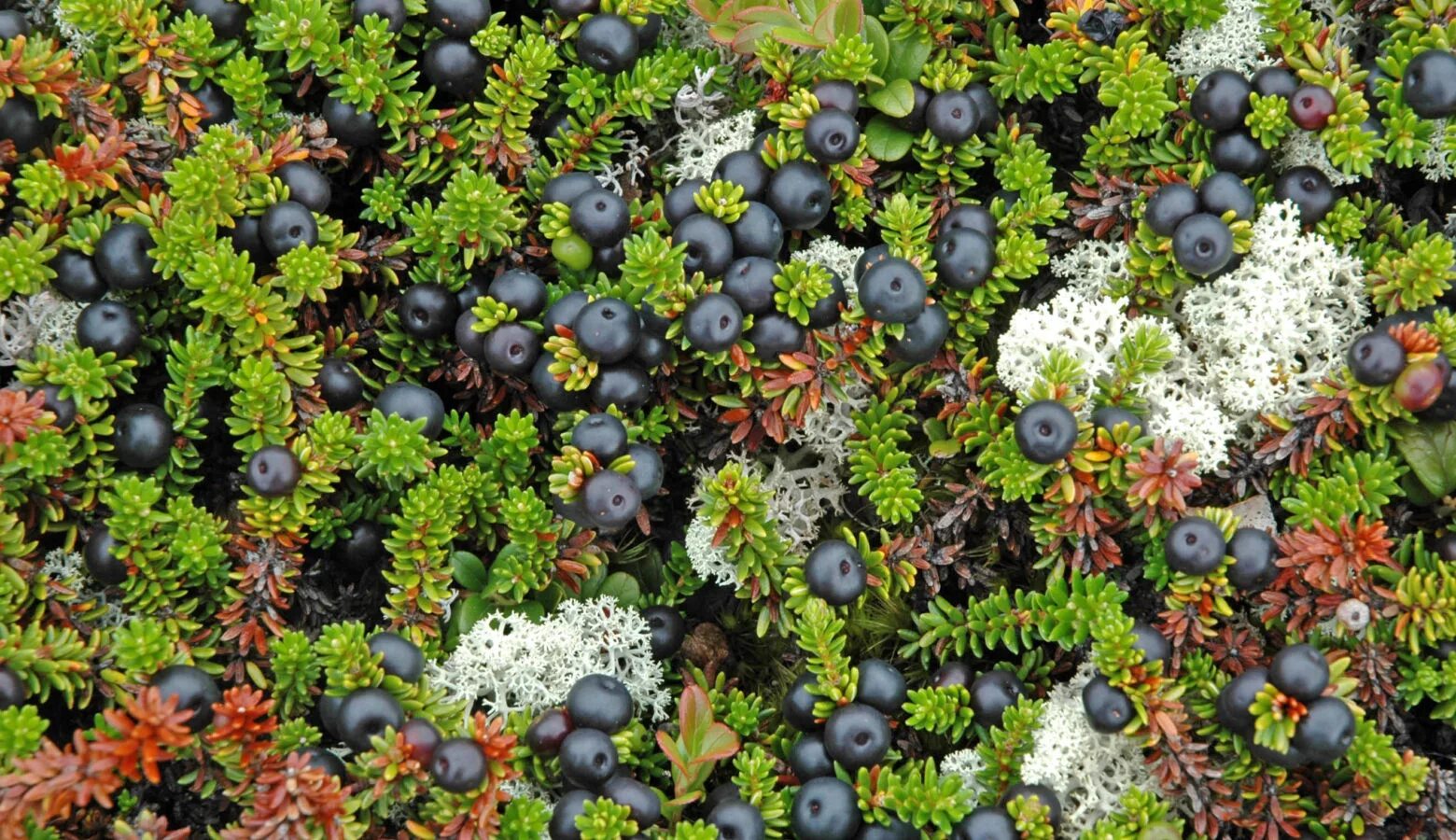 какие ягоды в тундре. ягоды тундры. черника в лесу. северные ягоды названия. шикша черная водяника сибирская.