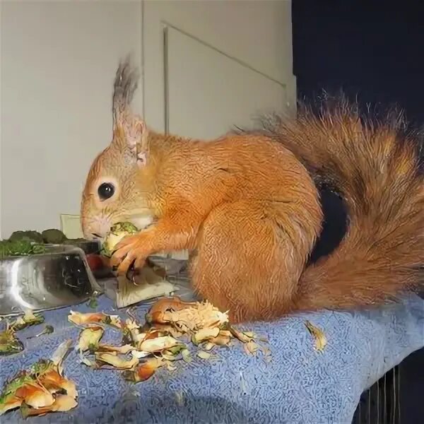 как лечить белочку. белка с орешками. обыкновенная белка. беличьи. белочка для детей живая.